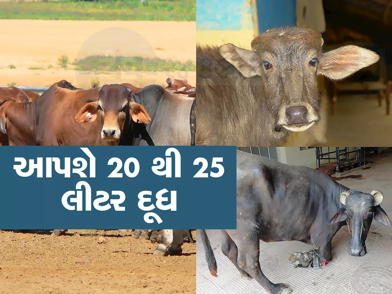 Farmer News: ઉનાળામાં કરો 20 રૂપિયાનો આ ઉપાય, ગાય-ભેંસને નહી લાગે ગરમી