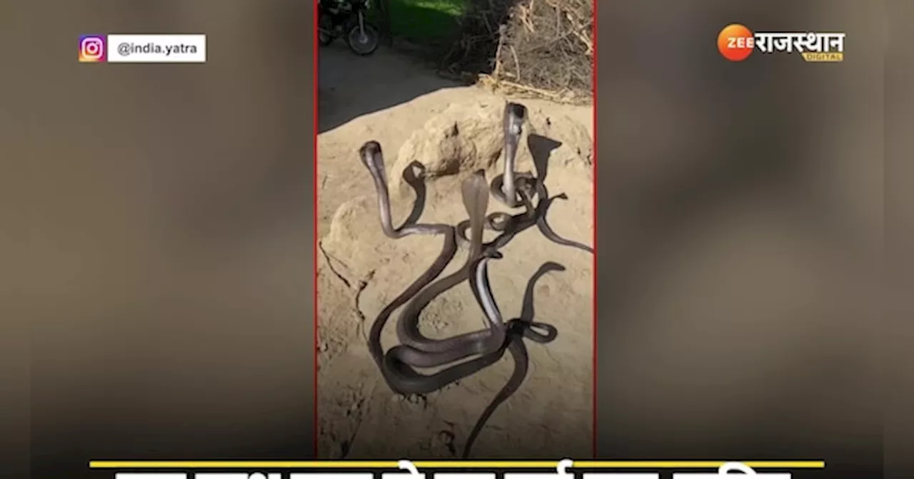 King Cobra video: रेगिस्तान में दिखा नाग-नागिन का अद्भुत नजारा, काले नागों का झुंड देख हवा टाइट