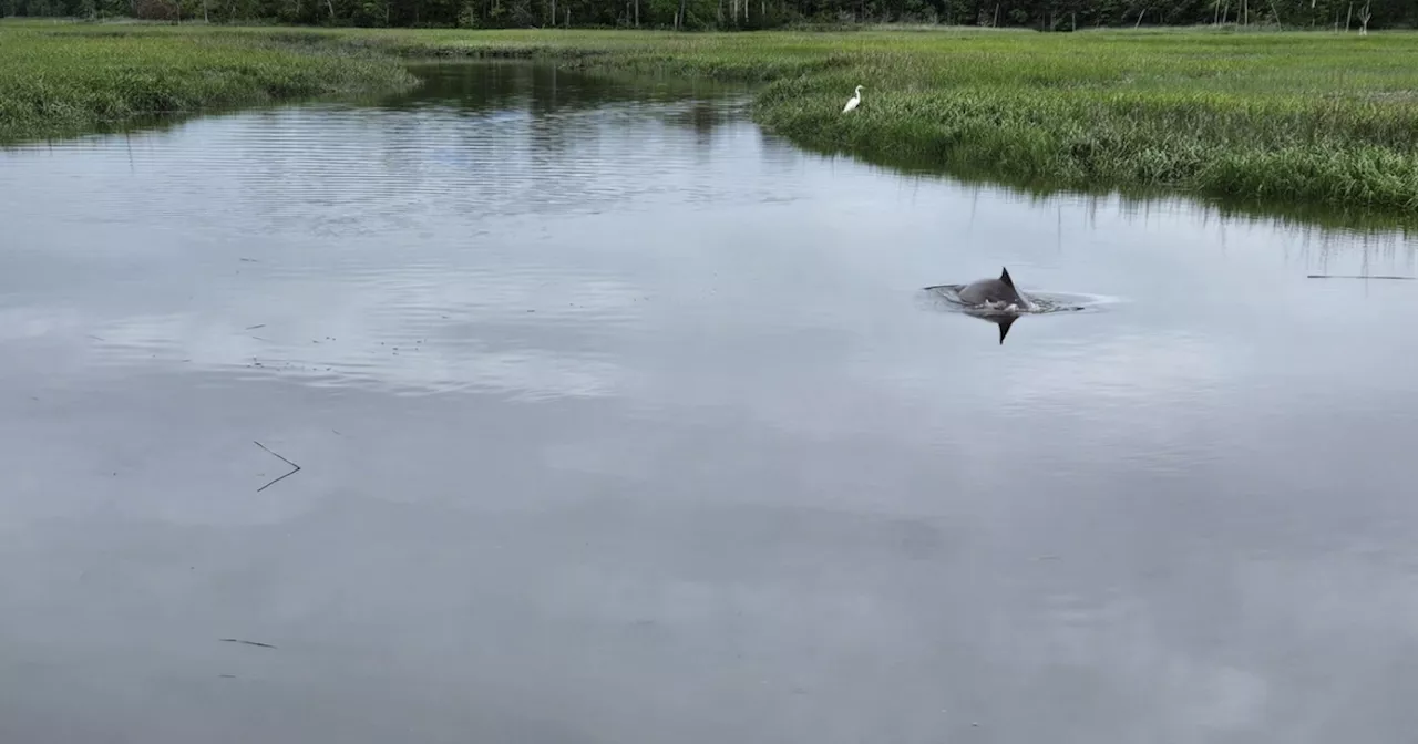 Officials working to rescue bottlenose dolphin stuck in New Jersey creek