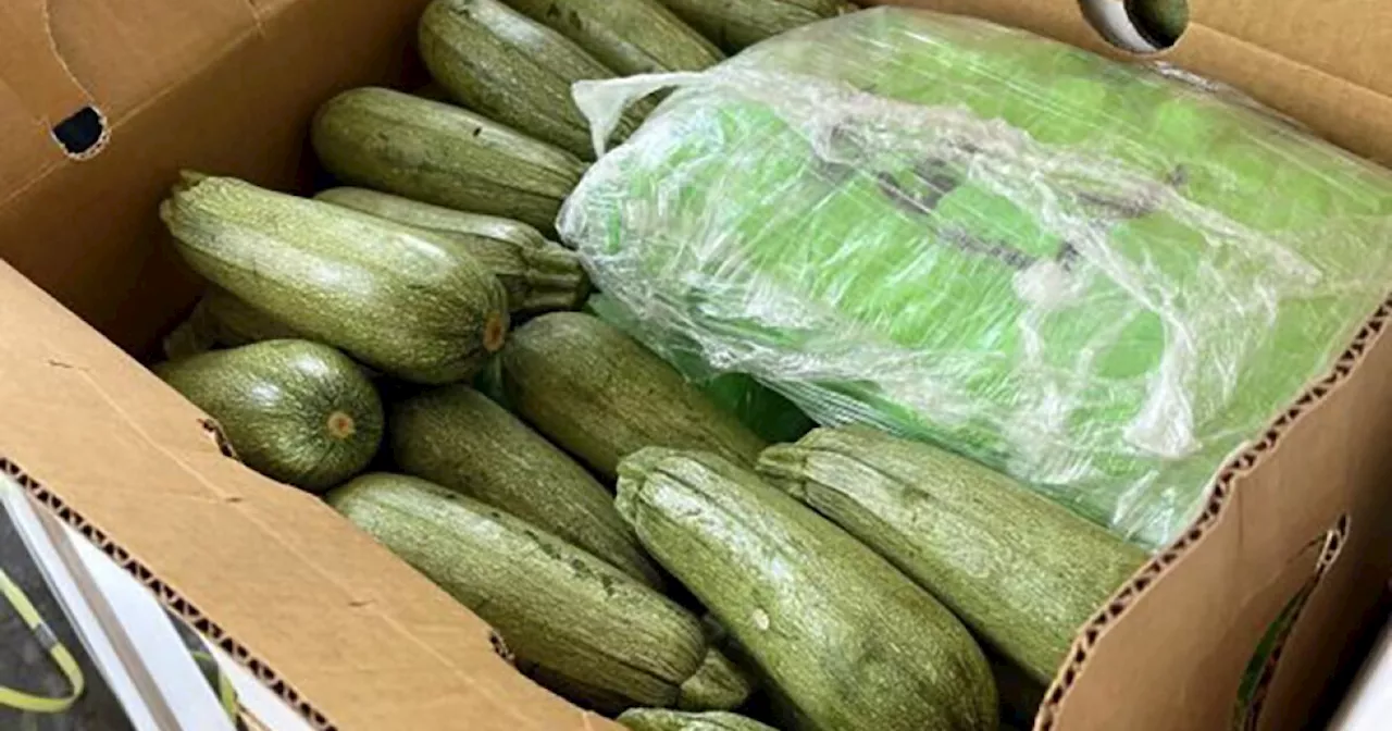 Over 5 tons of meth discovered in squash shipment at Otay Mesa border crossing