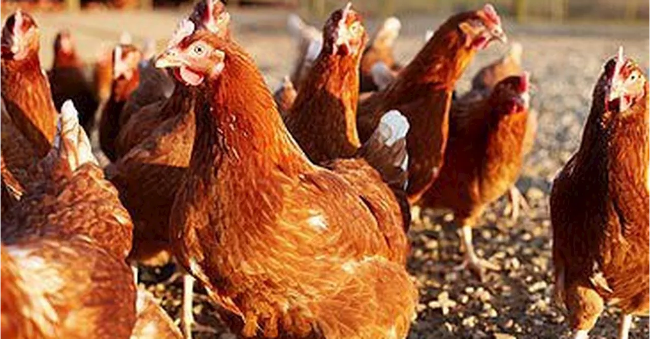 Bird flu detected on Victorian egg farm