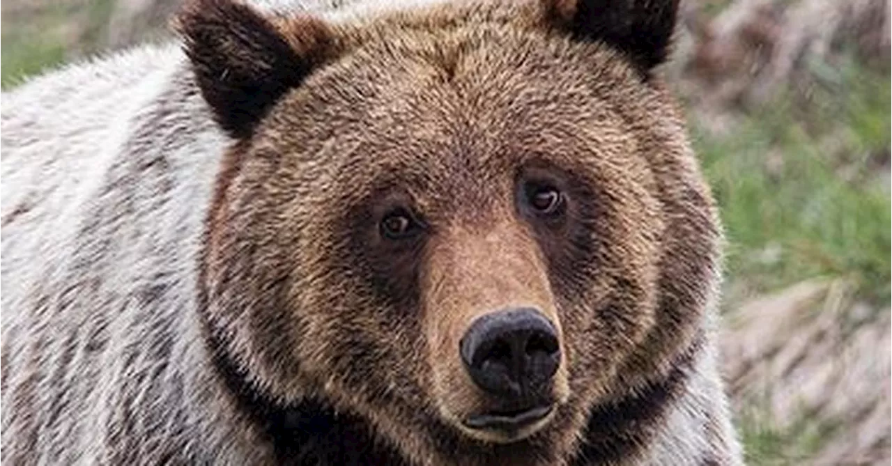 Grizzly bear that mauled hiker in Grand Teton National Park won't be pursued