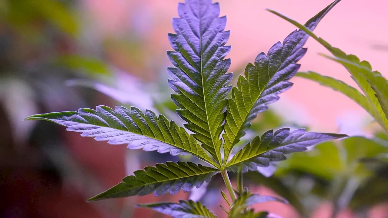 Daily marijuana use outpaces daily drinking in the US, a new study says