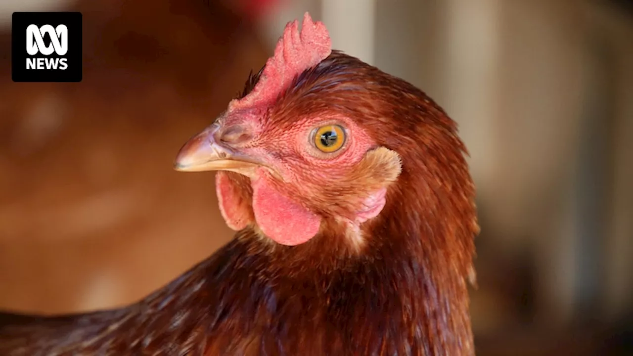 Authorities on alert after low-risk bird flu case detected on West Australian chicken farm