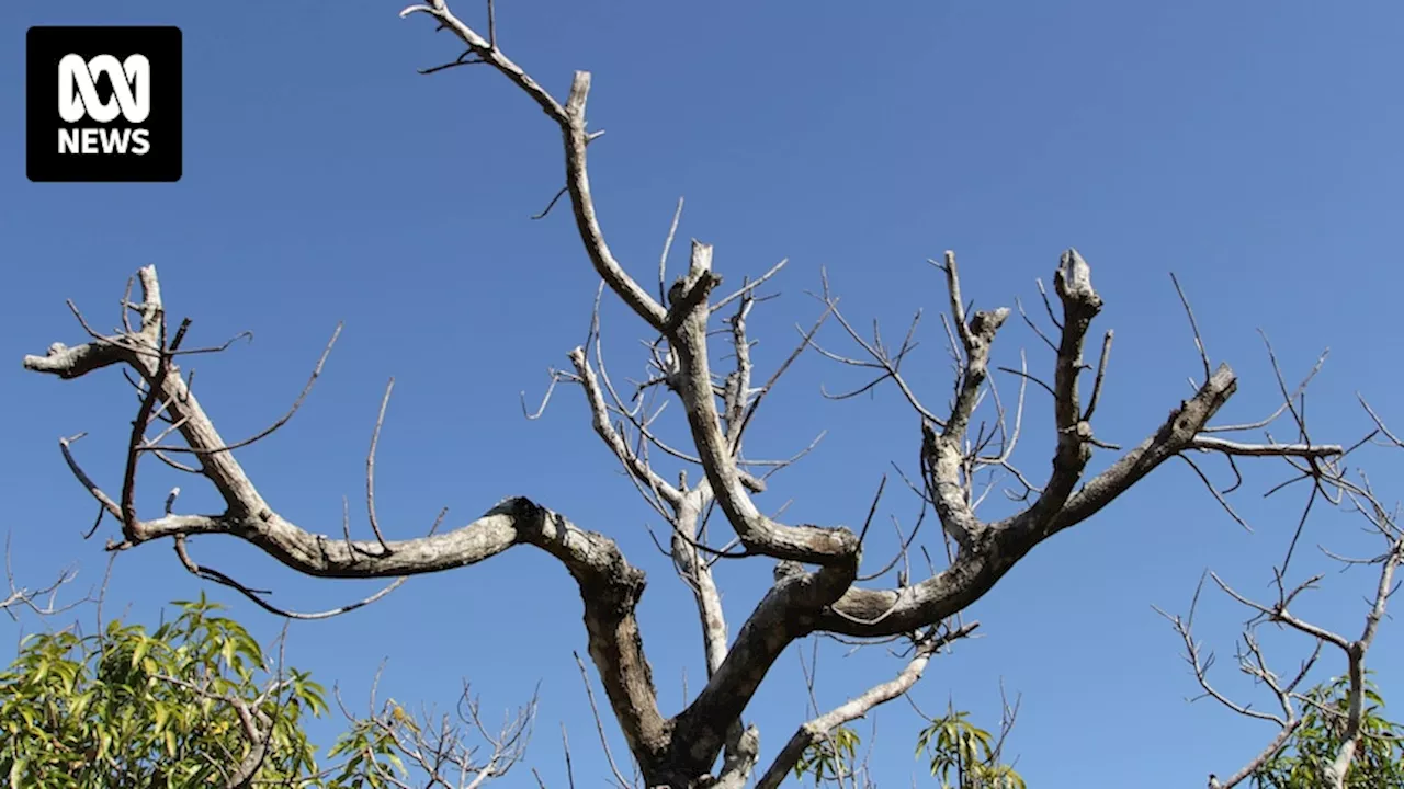 Mango twig tip dieback impacting '90 per cent' of Darwin's Kensington Pride orchards