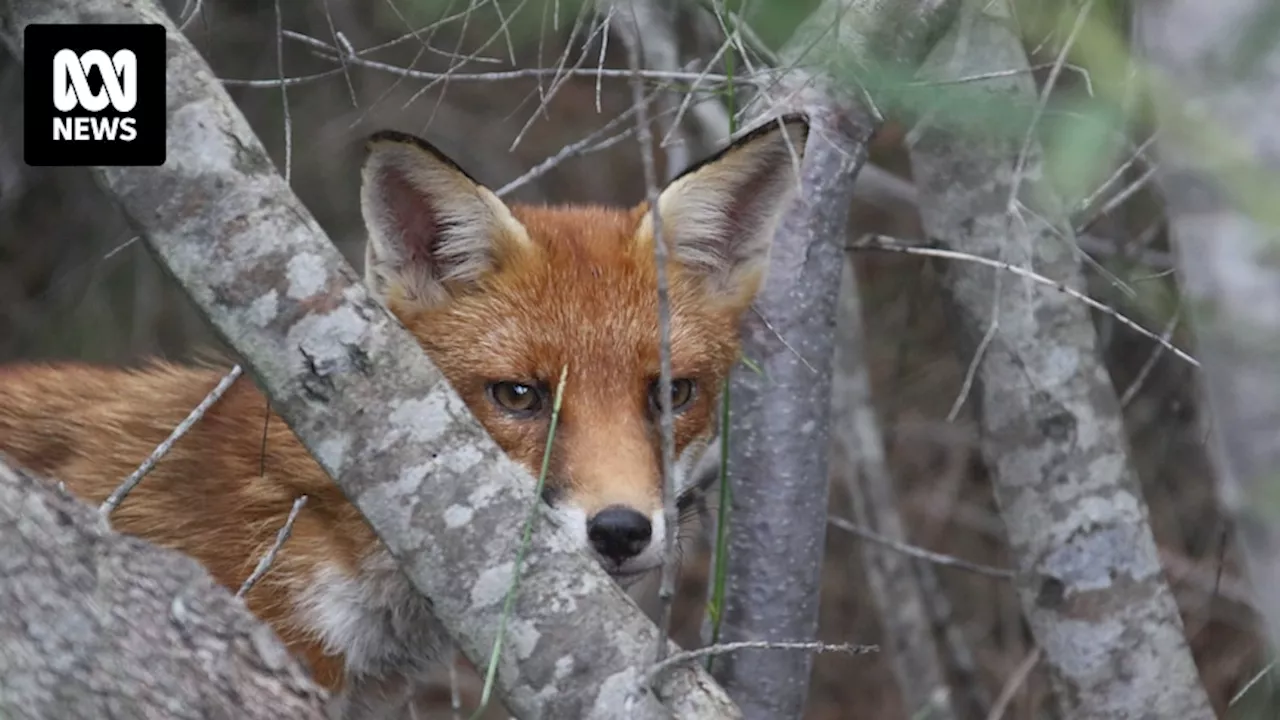 New 'welfare positive' toxic paste PAPPutty on market to target fox, wild dog populations