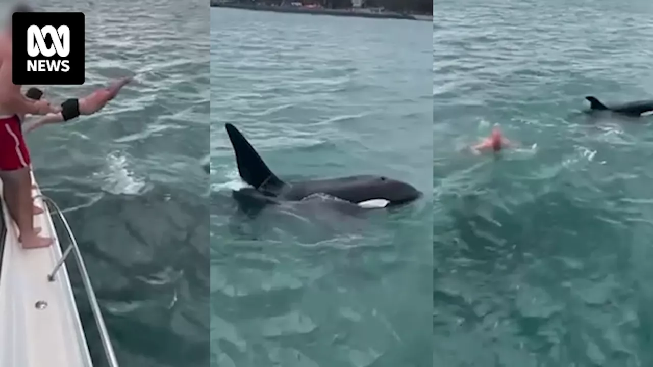 New Zealand man fined for 'body-slamming' orca after footage is posted on Instagram