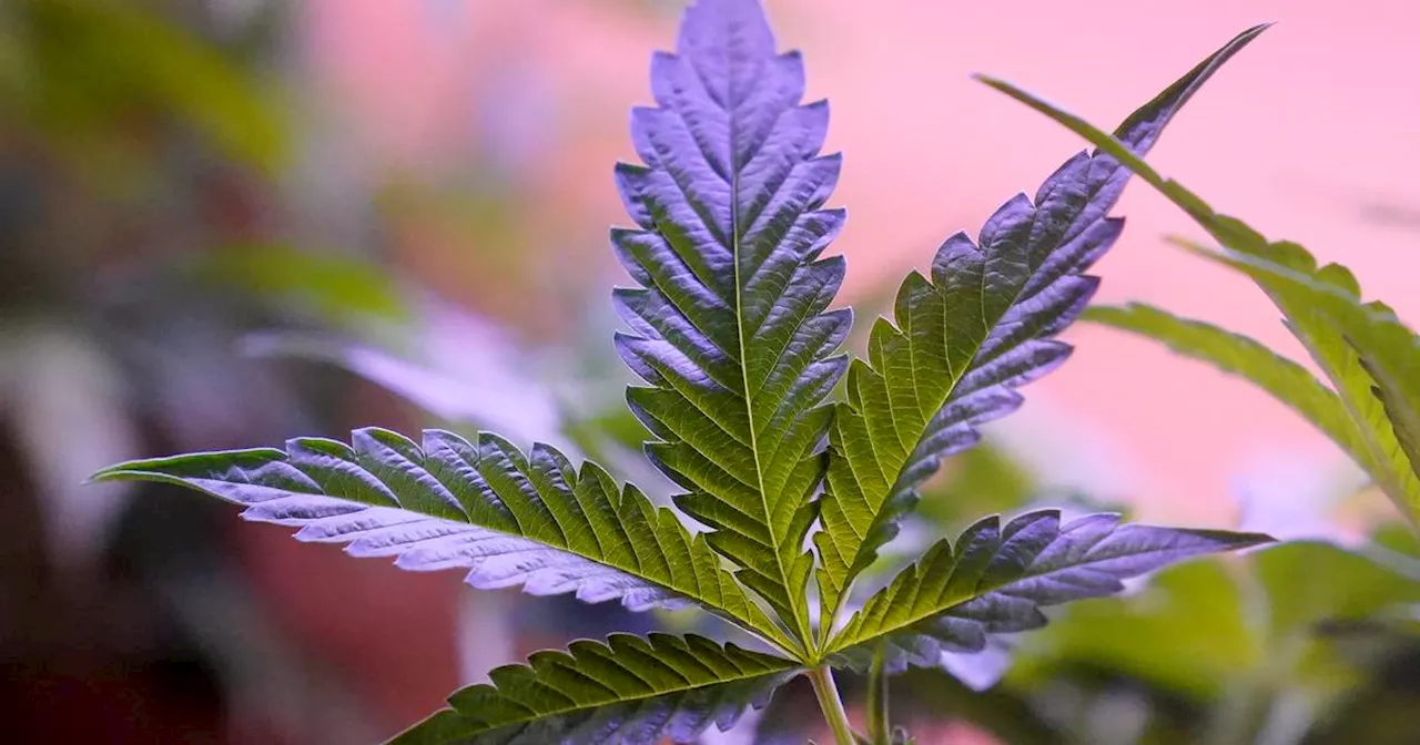 Daily marijuana use outpaces daily drinking in US, survey indicates