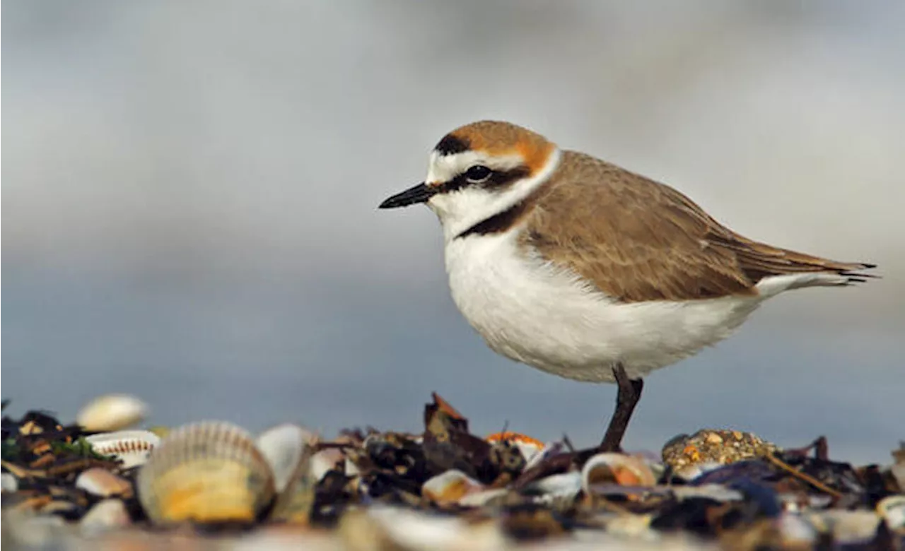 Legambiente, in Italia avifauna e anfibi a rischio