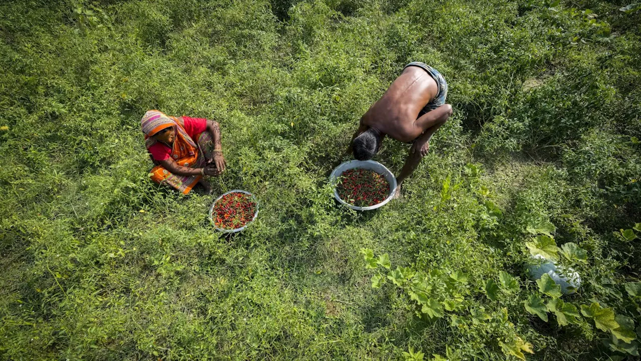 Resigned to a fate of constant displacement, India's river islanders return home in between floods