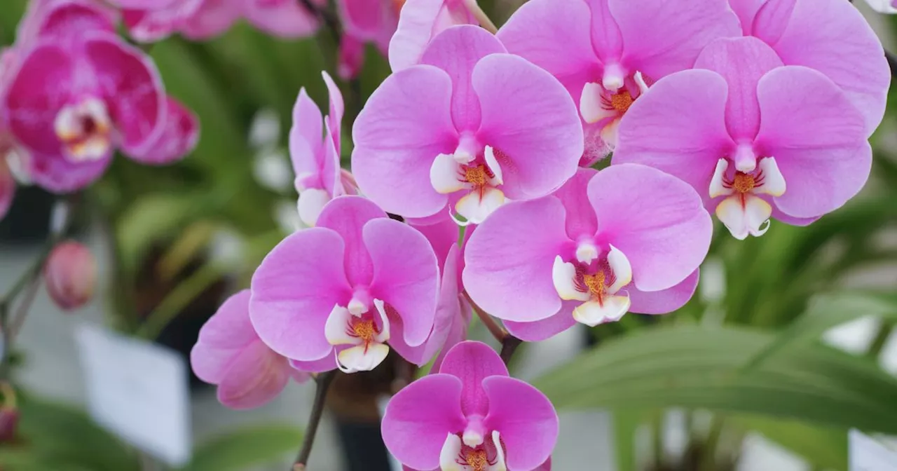 Voici l’astuce imparable pour faire durer ses orchidées plus longtemps !