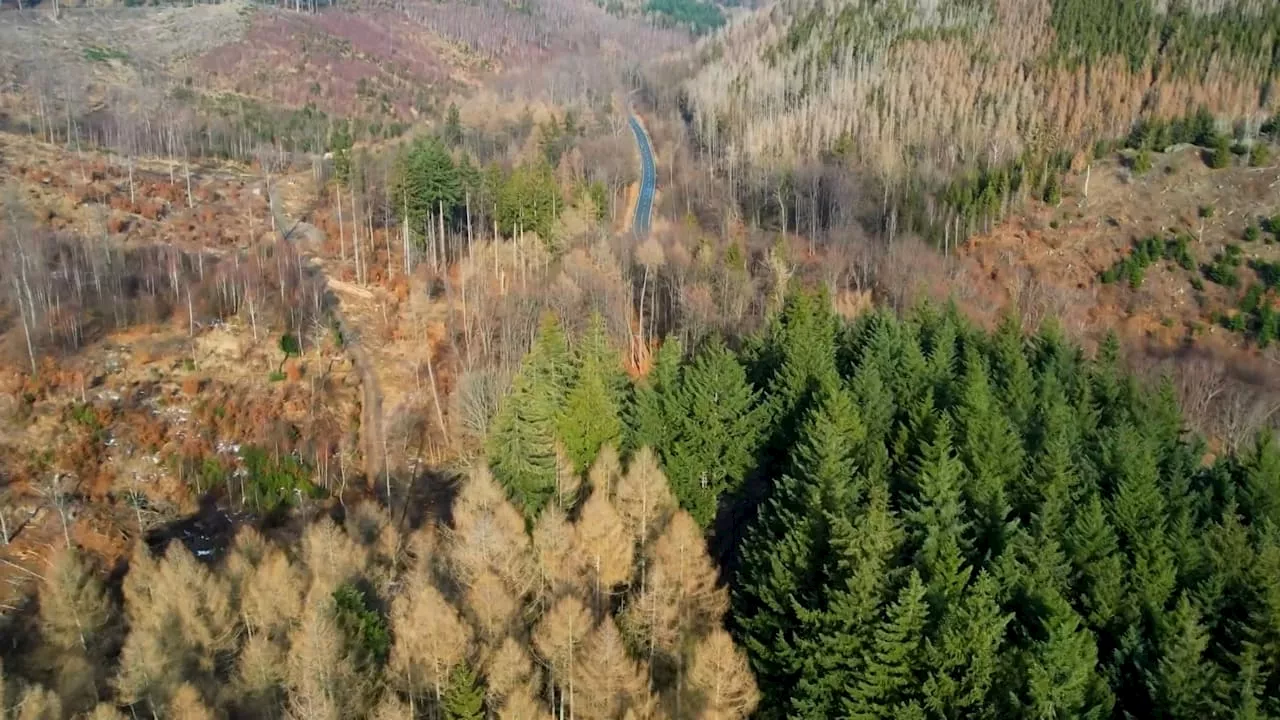 Waldsterben: 80 Prozent unserer Bäume sind krank - DAS steckt dahinter