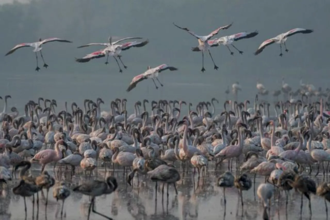 India: 39 flamingos dead after aircraft hit them in Mumbai