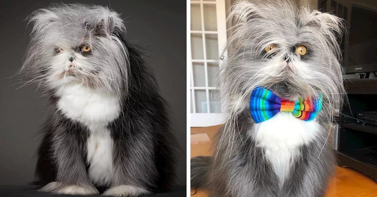 This Unique-Looking Cat Has Captured The Hearts Of Thousands Of People Worldwide