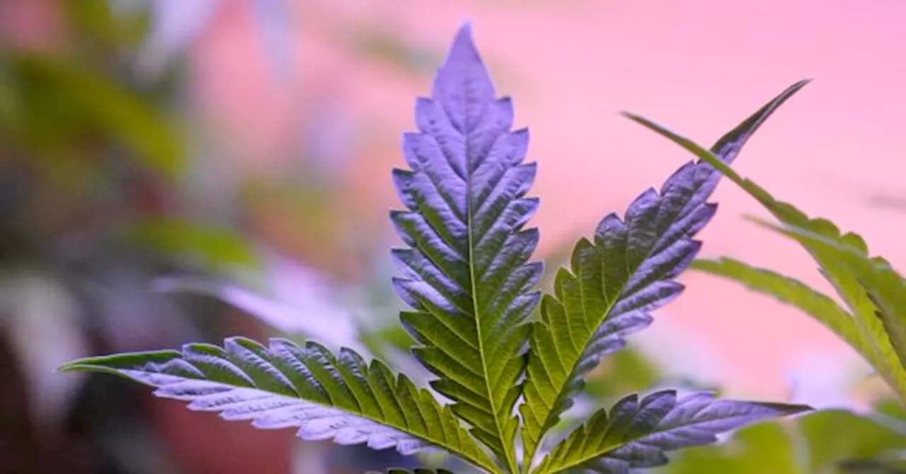 Study: Daily Marijuana Use Outpaces Daily Drinking in U.S.