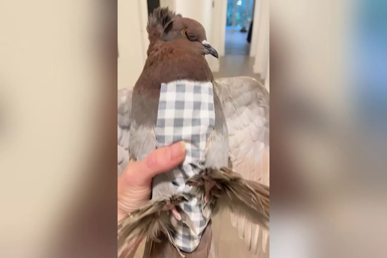 Watch: Pigeon rescued in Burnaby wears diapers, refuses to leave new owner's side