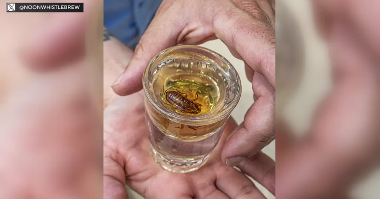 Chicago area microbrewery introduces Cicada-Infused Malört​