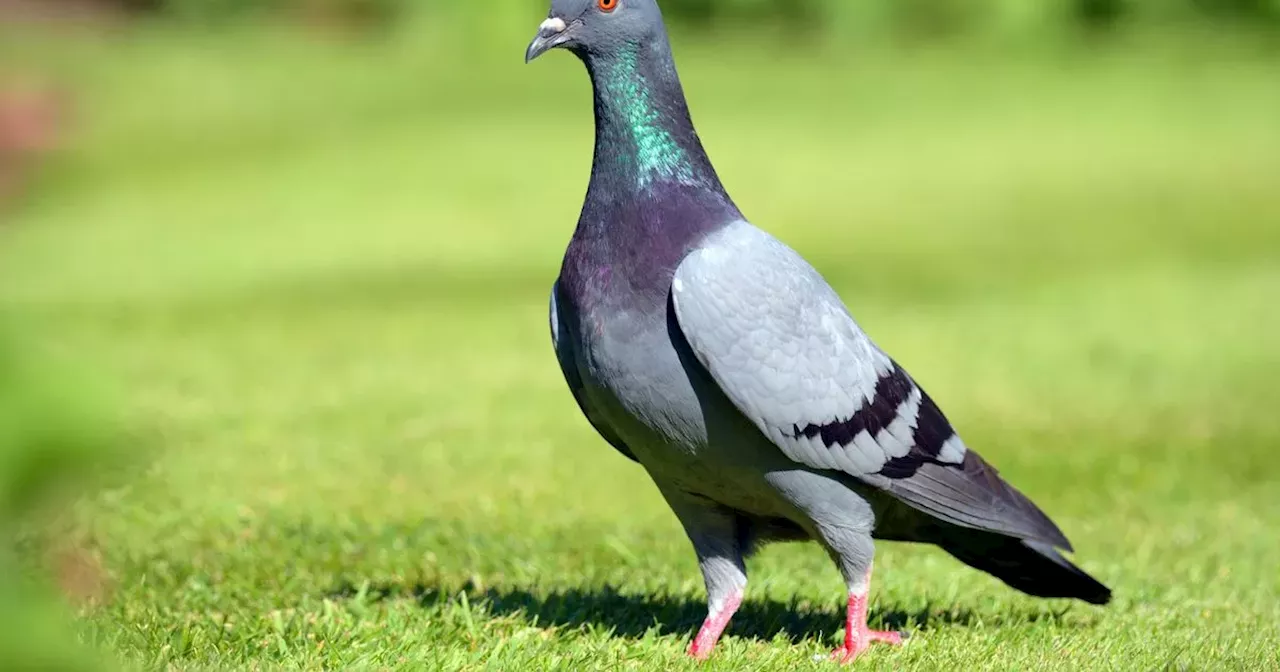 Stop pigeons from entering your garden using one simple household waste item