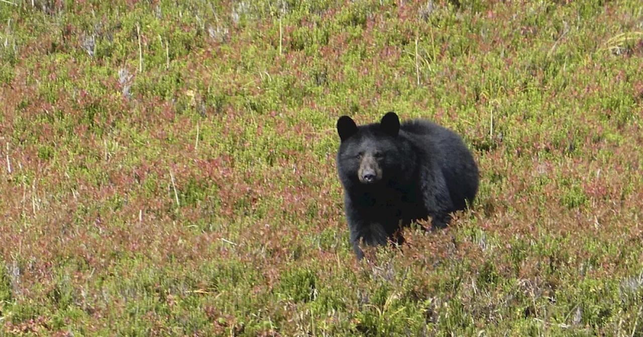 Bear swipes person on morning walk in Steamboat Springs; minor injuries reported