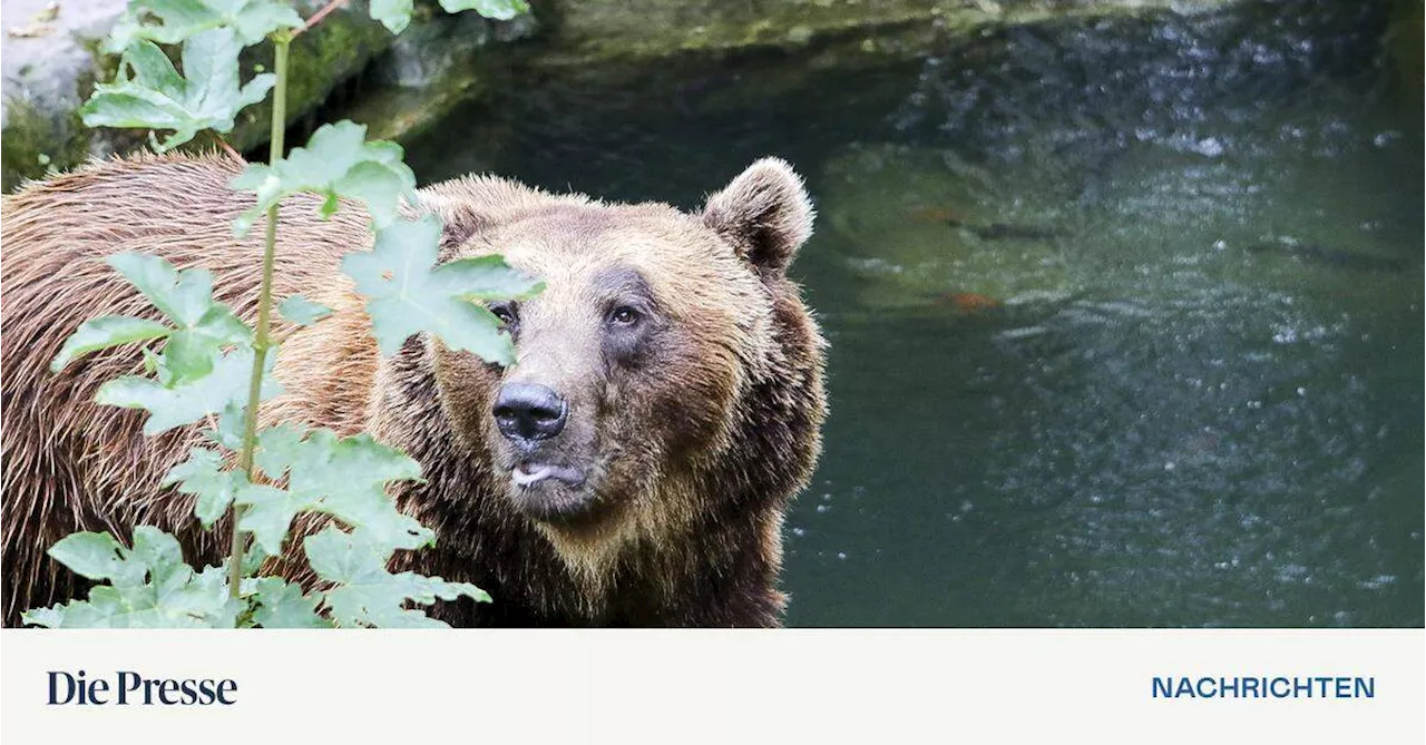 Wildkamera zeichnet Bär in Vorarlberg auf