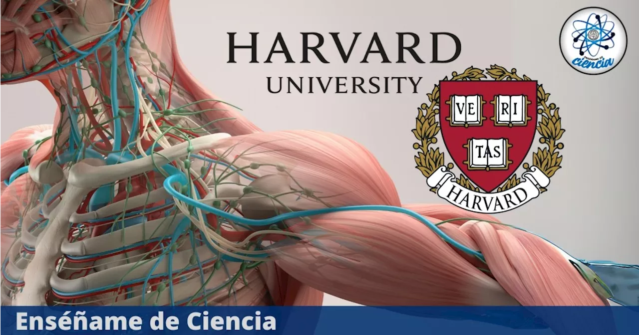 La Universidad de Harvard lanzó curso virtual de ANATOMÍA, 100% GRATUITO y con certificación profesional