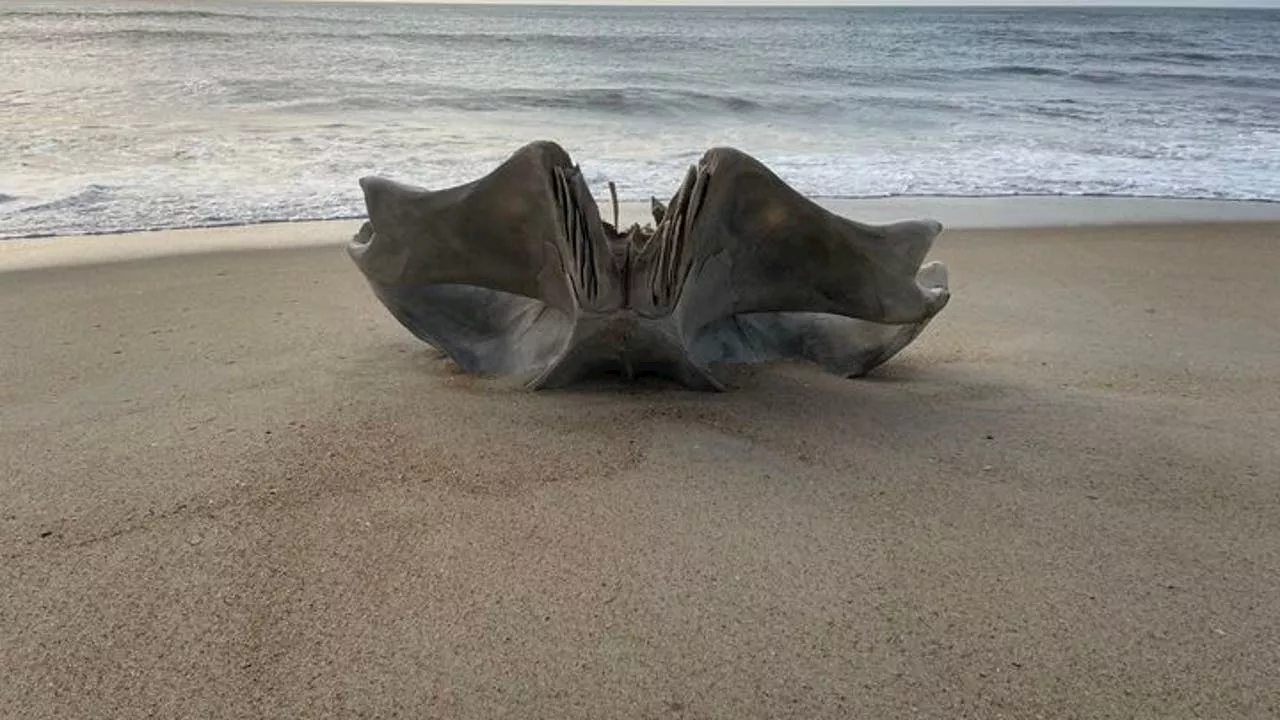 Rare 40-ton whale skull discovered on North Carolina beach