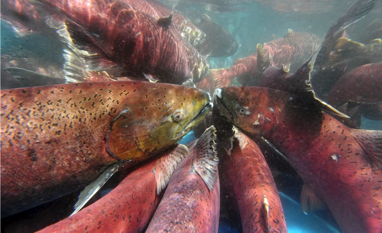 Canada and U.S. suspend all fishing for Canadian-origin Yukon River Chinook salmon