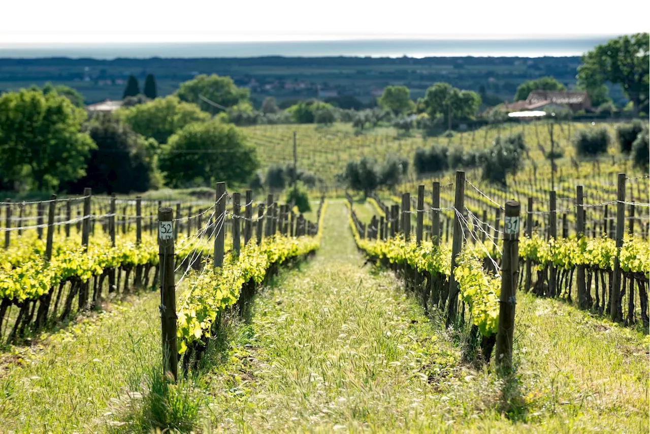 Four wines for the cellar, including two outstanding bottles from the Tuscan coast