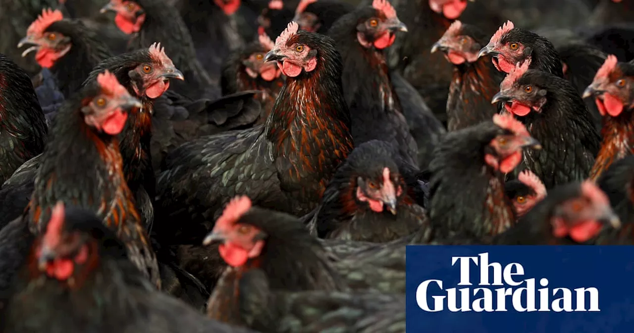 Bird flu detected at Victorian egg farm as authorities test for pathogenic H5N1 strain