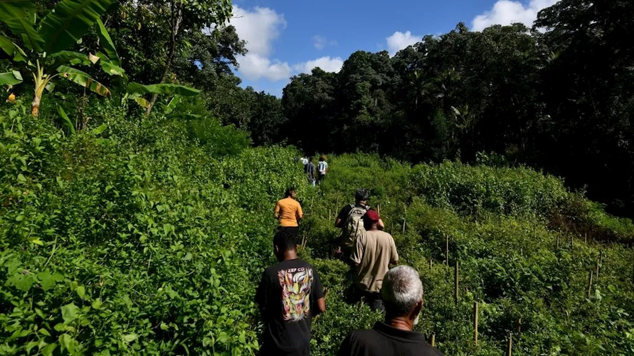 Pergulatan Pahlawan Pangan di NTT Galakkan Pangan Lokal