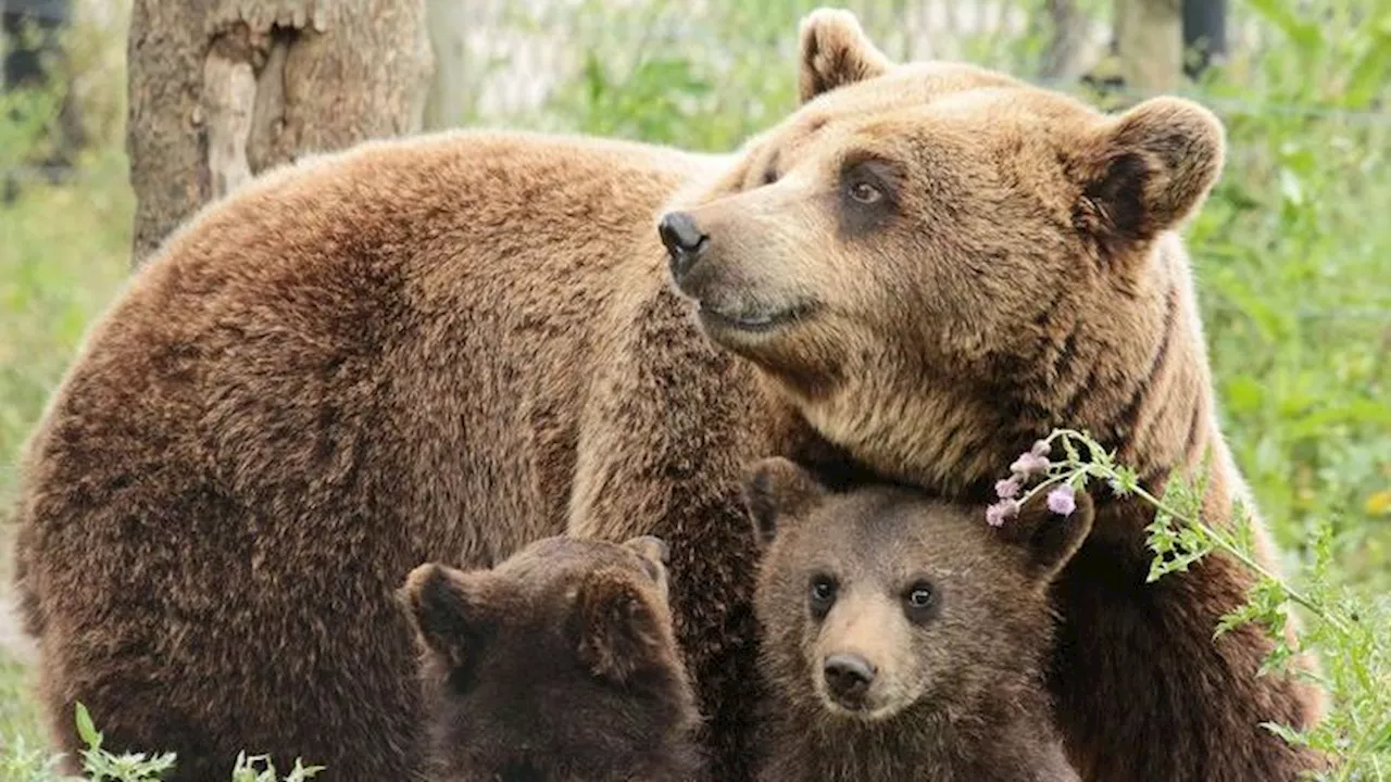 Localizan a una osa muerta en un parque natural de Asturias