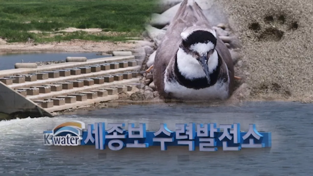 [밀착카메라] 생태계 겨우 되살아났는데…정부는 '세종보 재가동'