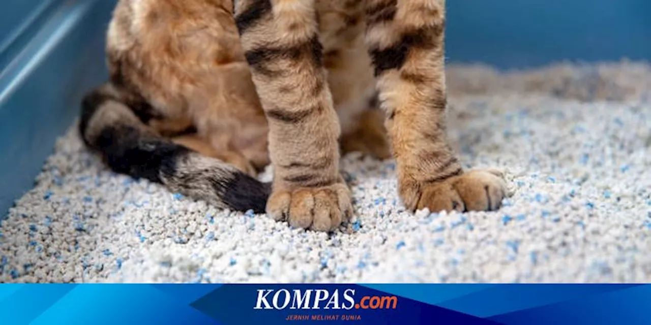 Cara Mengatasi Masalah Sulit Buang Air Besar pada Kucing Peliharaan