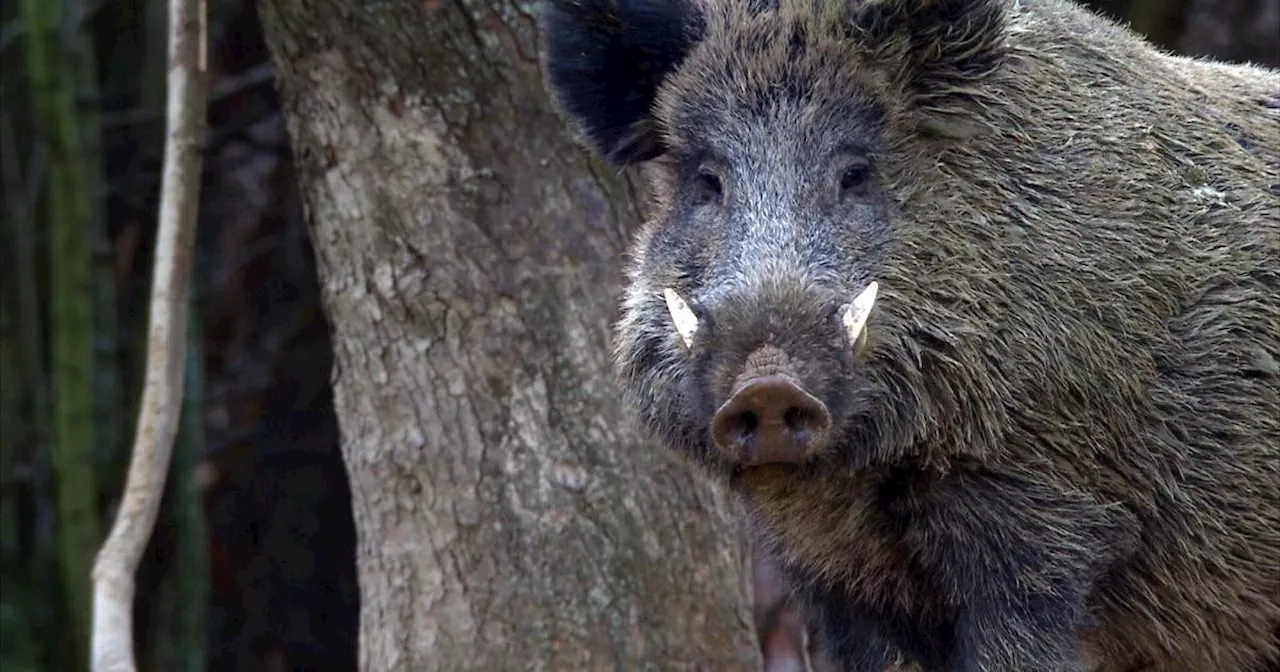 PFAS-Wildschweine: Oberösterreichische Jäger werden entschädigt