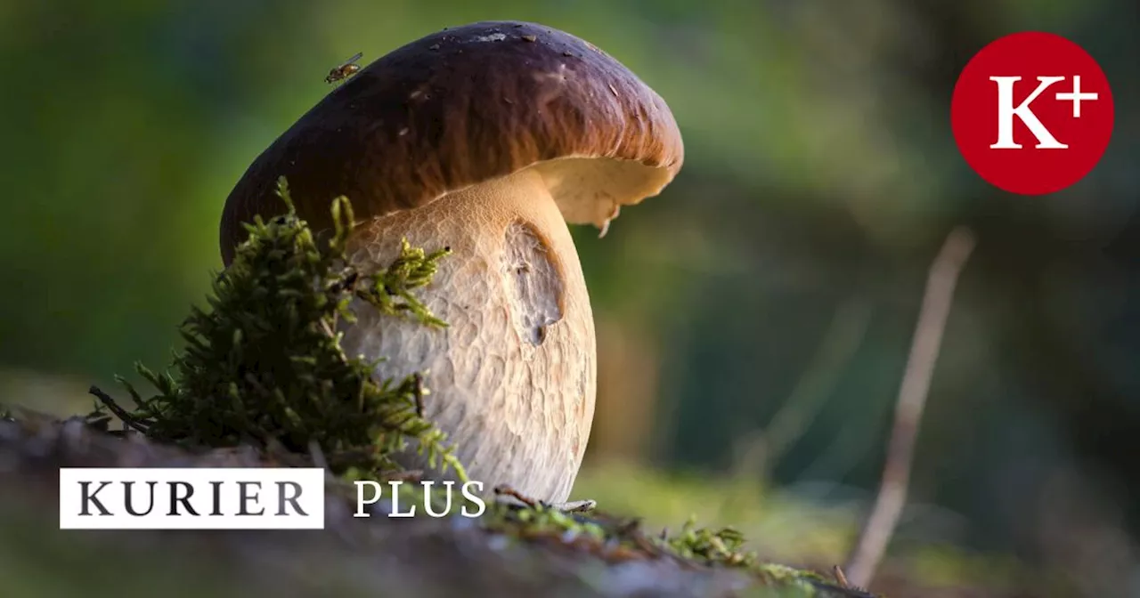 Ungewöhnliche Pilzsaison: Es gibt bereits Eierschwammerl und Steinpilze