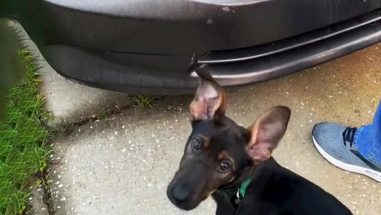 Un cane piange davanti a un'auto, nessuno era preparato a quello che c'era dentro