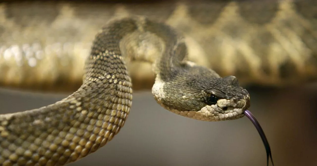 Man gets live rattlesnake in the mail at Mojave Desert post office