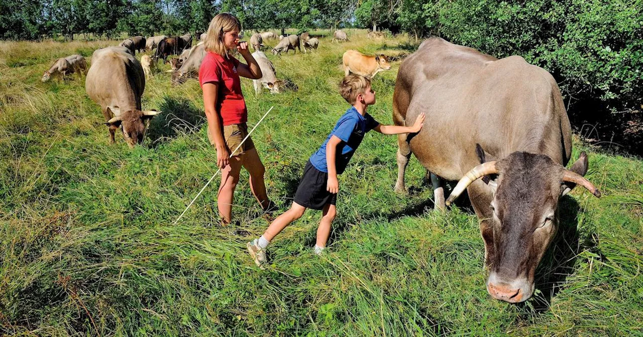 En Gironde, le cri de désespoir d’une jeune éleveuse face à la tuberculose bovine