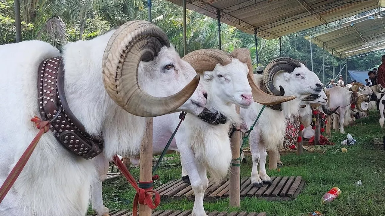 Bukan Putih Mulus, Ternyata Ini Warna Kambing Qurban Favorit Rasulullah