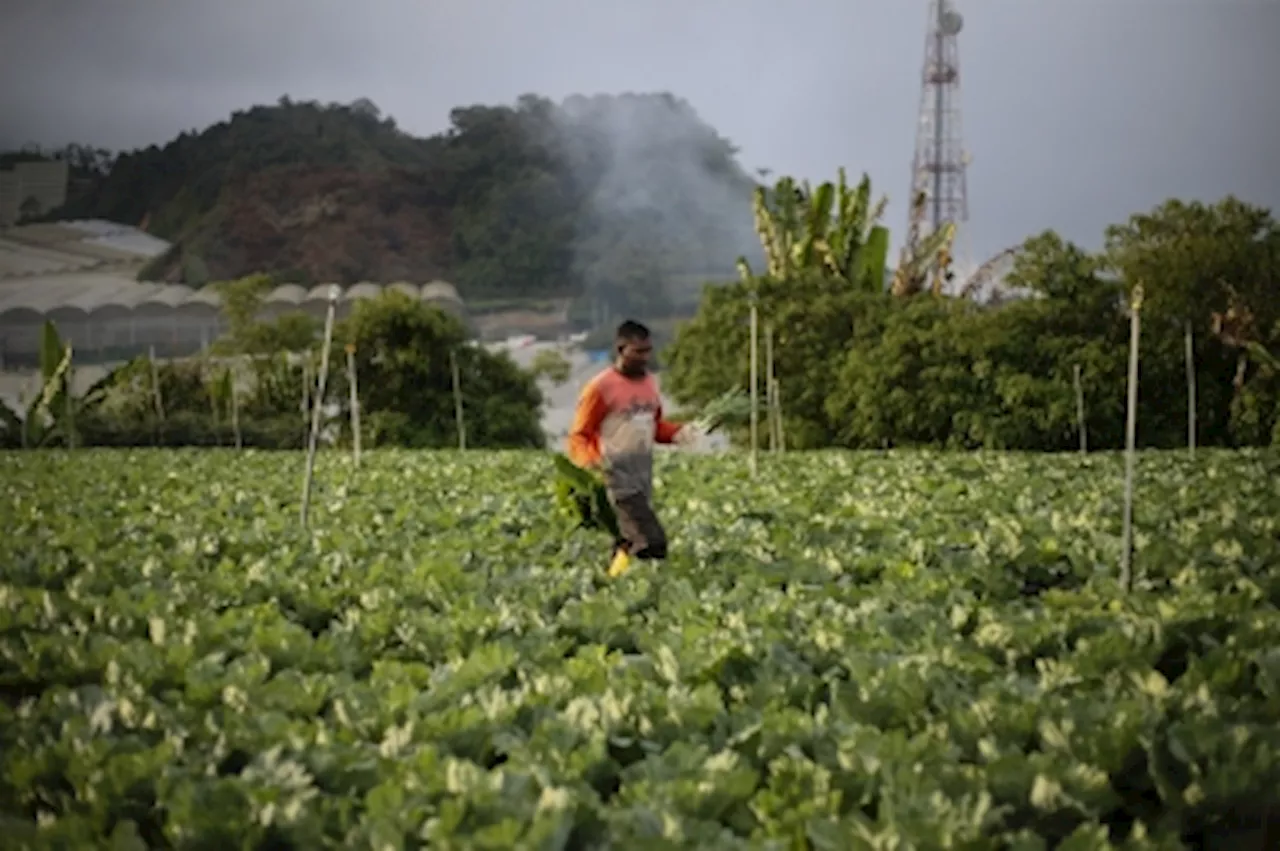 After years of criticism, Pahang forms committee to control use of pesticides in produce