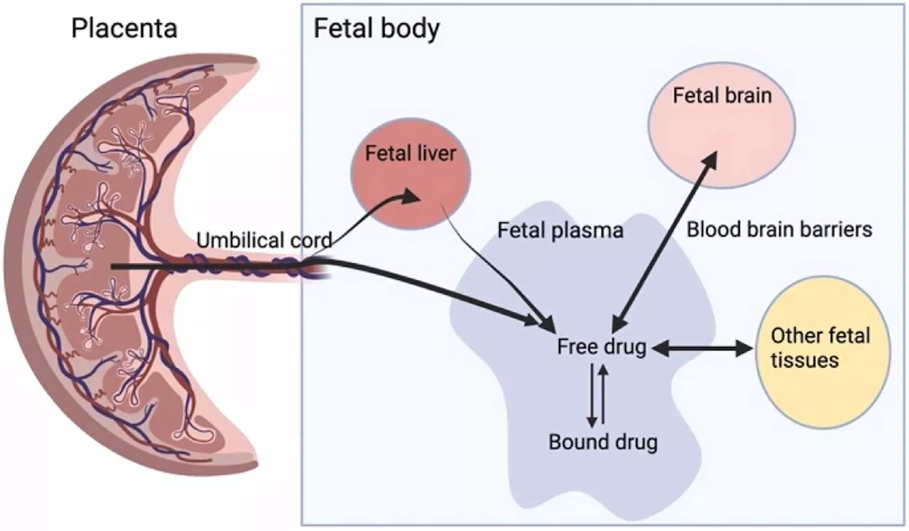 New research seeks to determine whether cystic fibrosis can be treated in utero