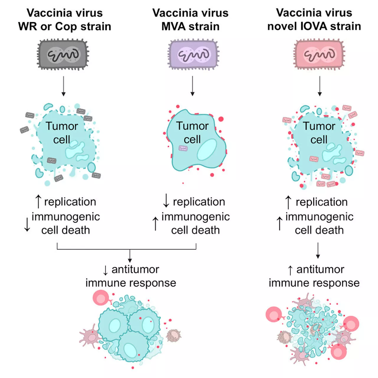 New strain of vaccinia virus can induce immunogenic cell death in tumors