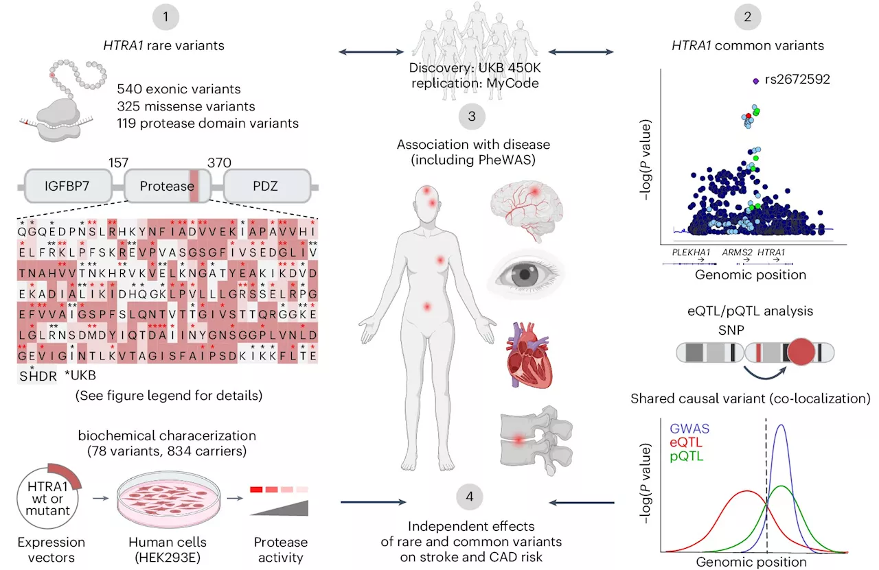 Stroke genetics: Independent HTRA1 mechanisms increase risk, shows study