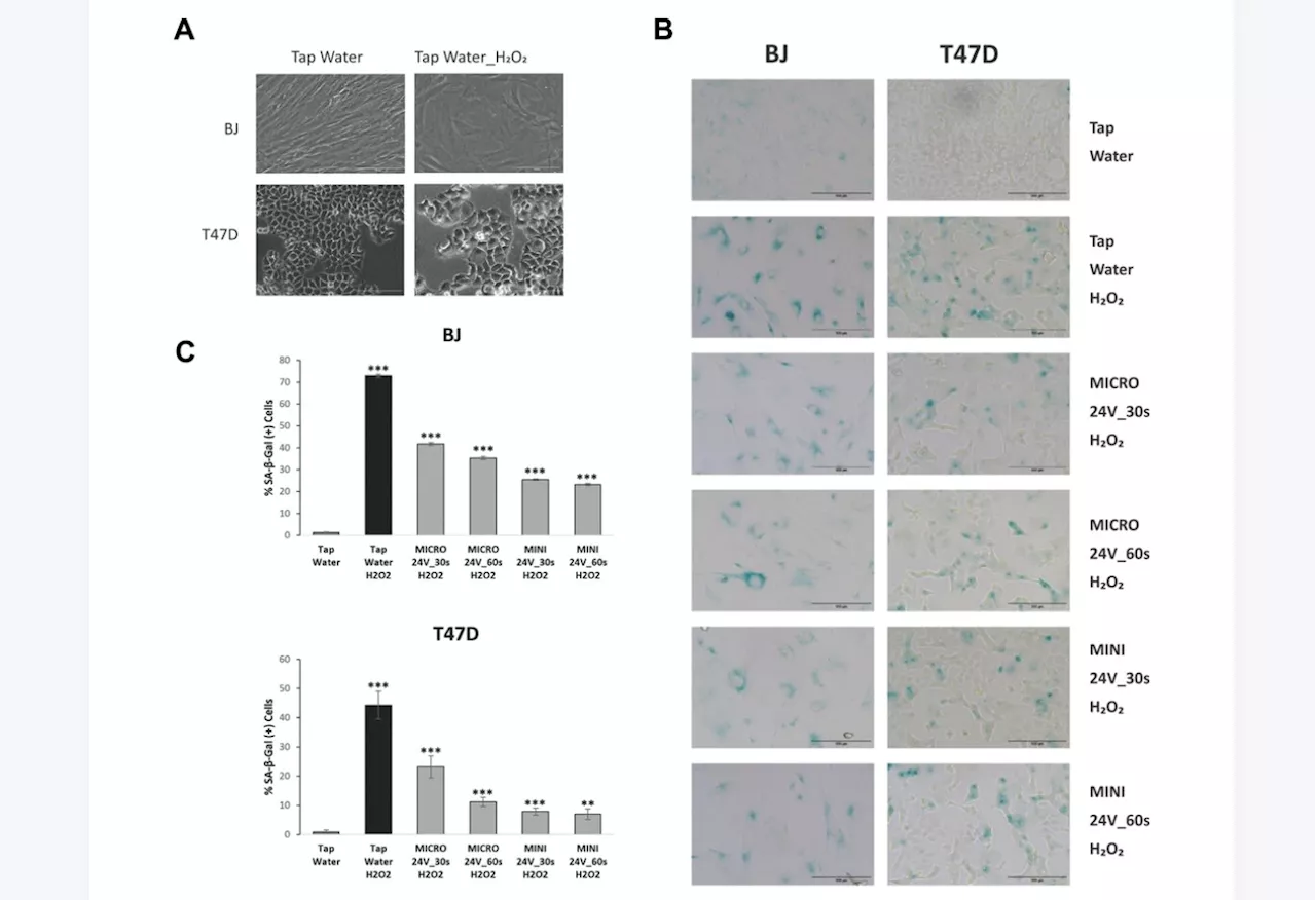 Study investigates whether Weo electrolyzed water can modulate phenotype of senescent cells