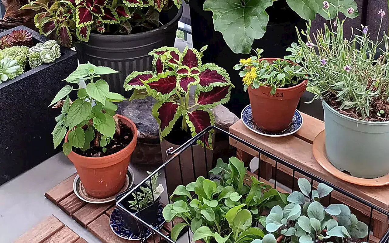 Urban gardening may improve human health—research subjects benefit from microbial exposure