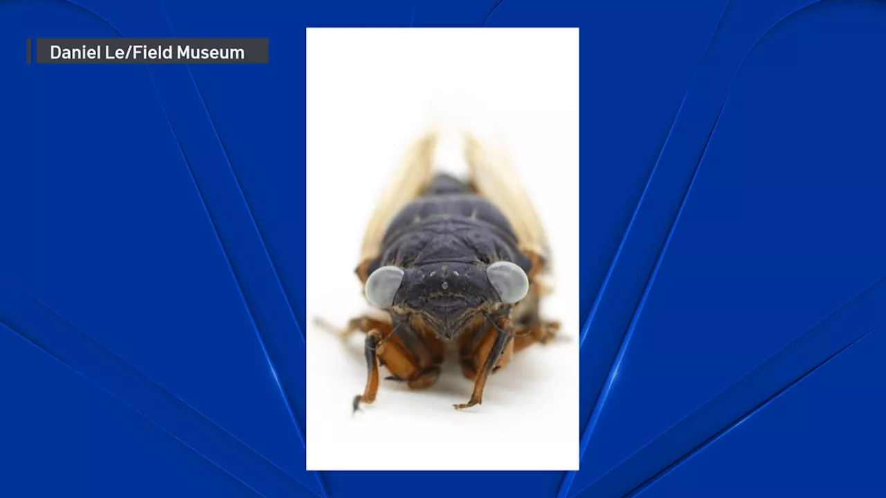 ‘1 in a million' blue-eyed cicada donated to Field Museum