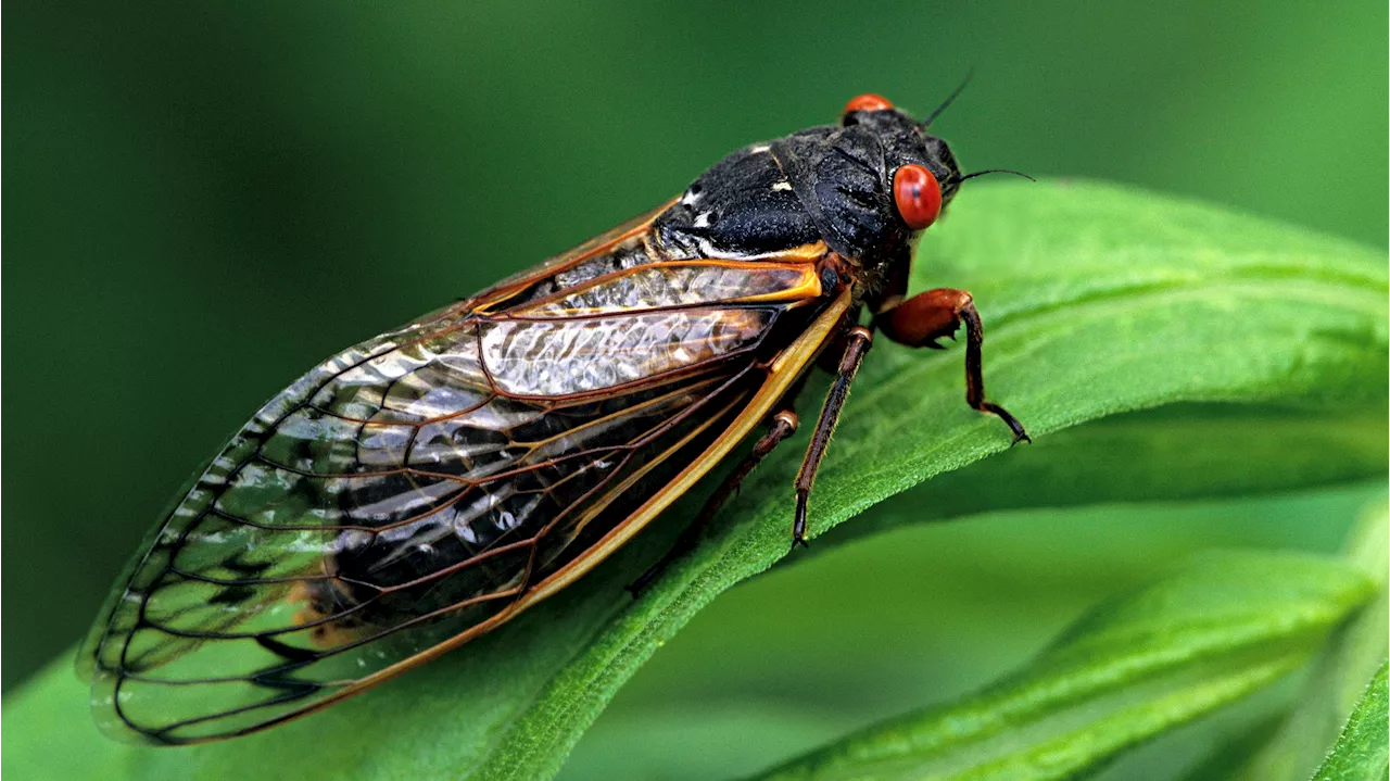 Suburban brewpub goes all in on Chicago cicada craze with ‘Cicada-infused Malört'