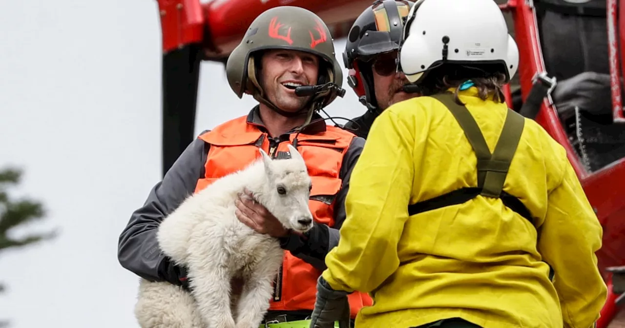 Mountain goats were flown to a new home in Washington, but few survived