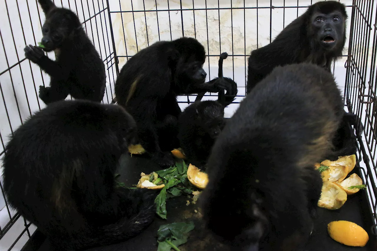 Howler monkeys are falling dead from trees in Mexico amid record heat wave