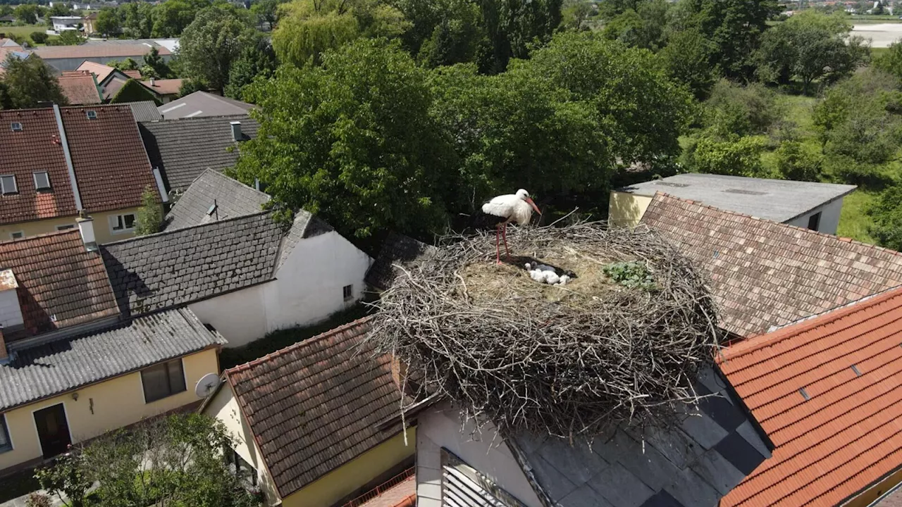 Hurra, die Peischinger Storchenbabys sind endlich da